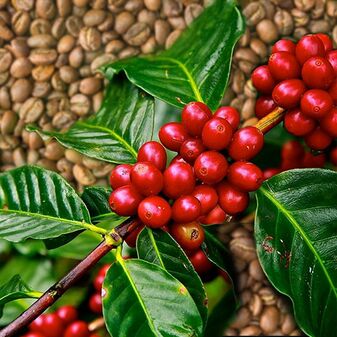 Kaffeestrauch mit Beeren