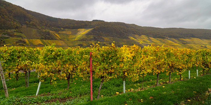 Weinberge bei Piesport