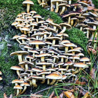 Stockschwämmchen