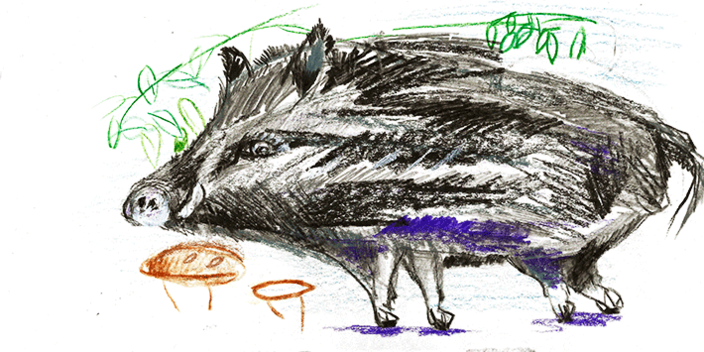 Wildschwein (Zeichnung)