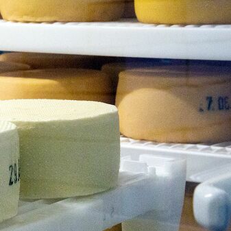 Käse in der Reifekammer