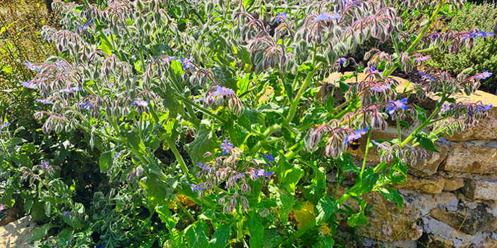 Borretsch im Lehrgarten