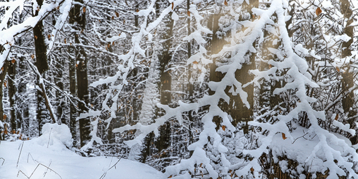 Winterwald