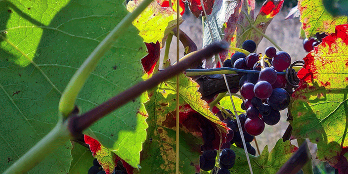 Rote Weintrauben