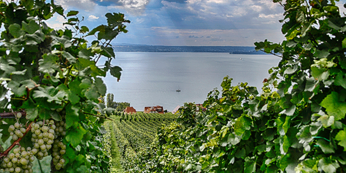Weinberge bei Meersburg
