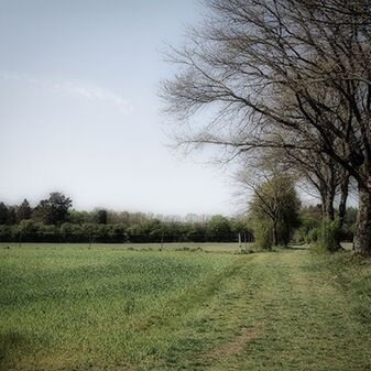 Am Feldrand