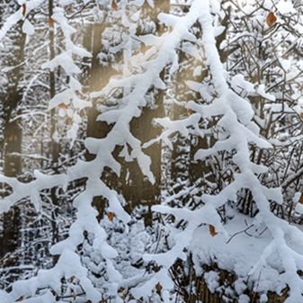 Winterwald