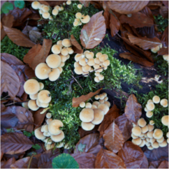 Pilze am Waldboden