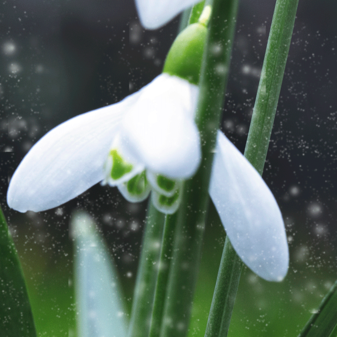 Schneeglöckchen