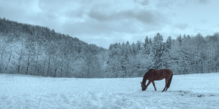 Pferd auf der Winterweide