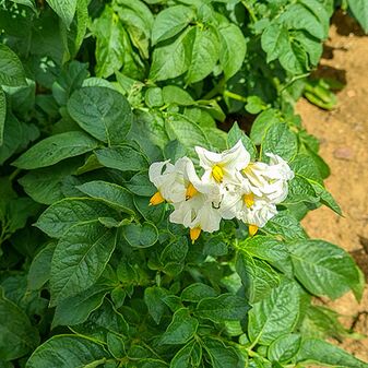 Kartoffelpflanzen mit Blüten