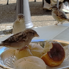 Gefundenes Fressen: Ein Spatz pickt ein Brötchen