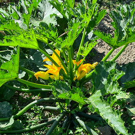 Zucchiniblüten