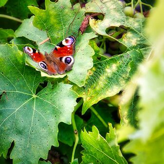 Ein Pfauenauge auf einem Weinblatt