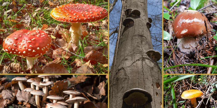 Verschiedene Pilze