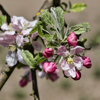 Apfelblüten