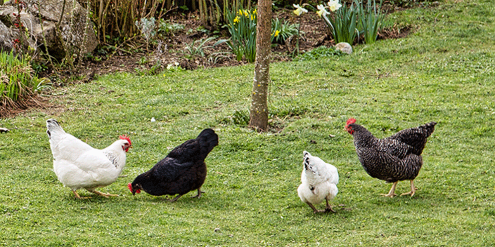 Hühner im Garten