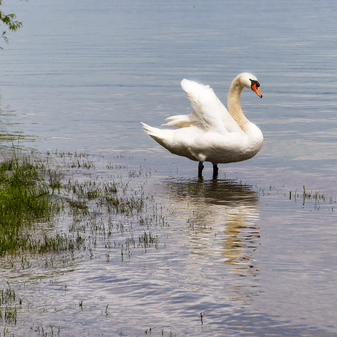 Schwan im Bodensee