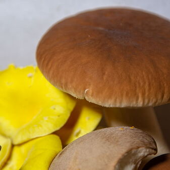 Samthaube und Limonenseitling
