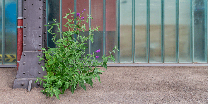 Vegetation in den Hallen, aw-Saarbrücken-Burbach